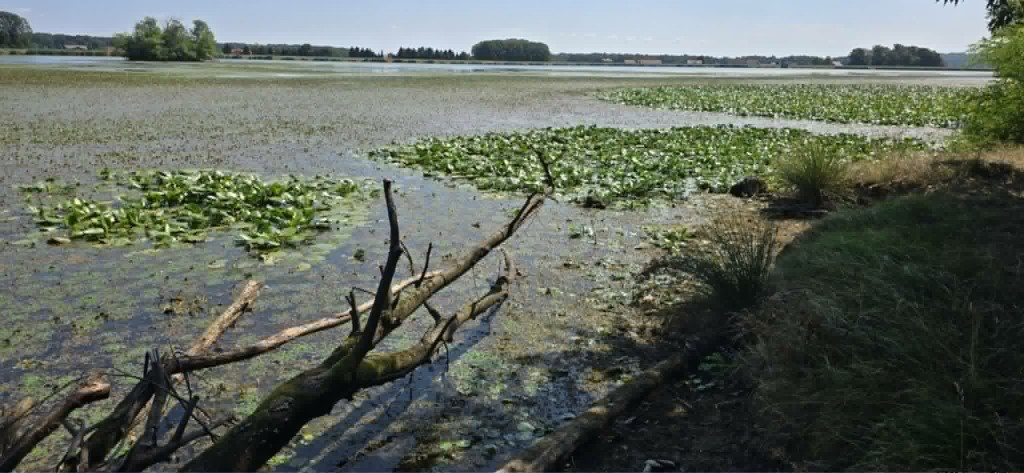 Obvestilo ribičem o interventnem zaprtju revirja Gajševsko jezero in prepovedjo ribolova