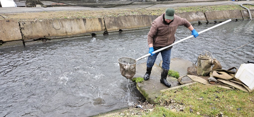 Zadnje vložene ribe za leto 2025